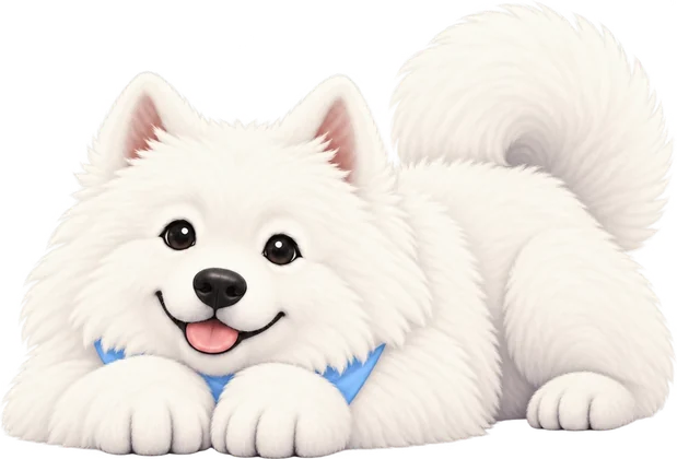 Sammy the Samoyed lying down, resting